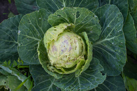 Cabbage eaten insects and pests on an agricultural field.の写真素材