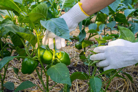 Hands of woman in gloves is show a green pepper (paprika) on the garden background. The concept agriculture of growing vegetables.の写真素材