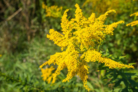 Wild non-cultivated allergic plant, weed hazardous to health- Ambrosia (yellow flowers on ragweed bushes causing seasonal allergies).の写真素材