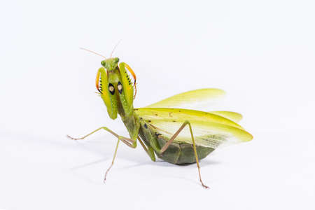 Praying mantis on a white background in a defensive pose.