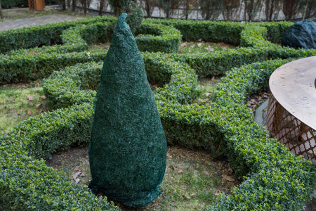 Shrubs protection from frost in winter in a beautiful boxwood garden.