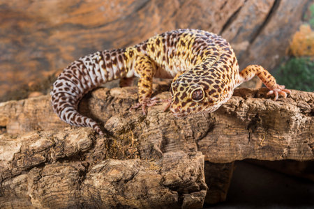 Portrait of leopard gecko. Eublepharis macularius isolated on a wood background.の写真素材