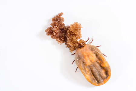 An oviparous big tick, full of blood, having eggs on the white background