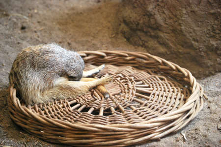 Meerkat sleeping in basketの写真素材