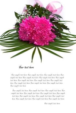 Pink dahlia on white background  with sample text の写真素材
