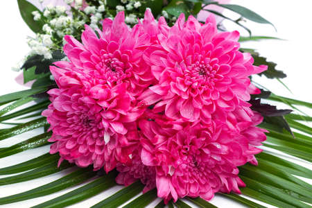 close up of dahlia pink flowersの写真素材
