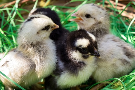 three cute baby chickens in nestの写真素材