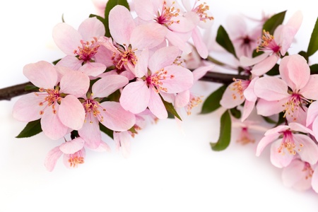 branch with pink cherry blossomsの写真素材