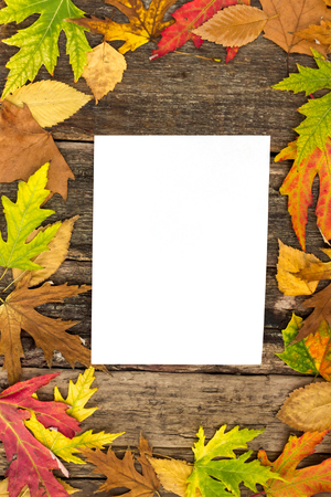 
blank paper surrounded by autumn leaves の写真素材