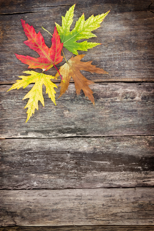 leaves different color on grunge wooden, autumn backgroundの写真素材