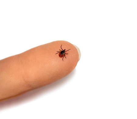 Tick crawling on human finger, isolated over white