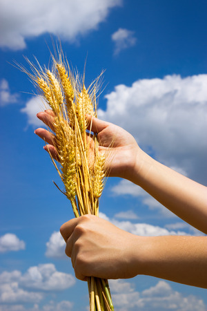 Hands with ear of wheat over blue skyの写真素材