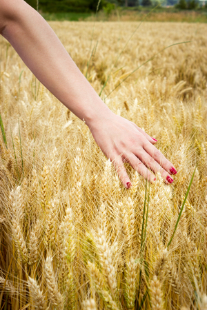Female hand touching the fields of golden wheat.の写真素材