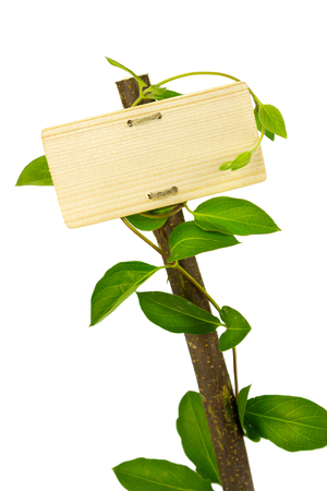 empty sign for message on a wooden panel and green plant - image is isolated on a white backgroundの写真素材