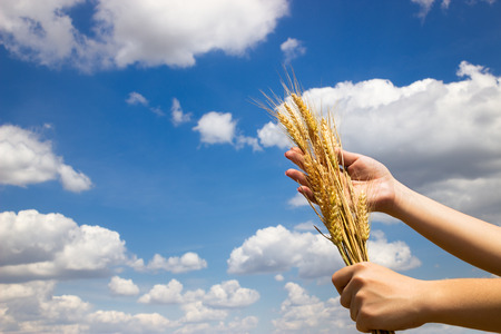 Farmer holding his successful yield of wheat, concept - best harvestの写真素材