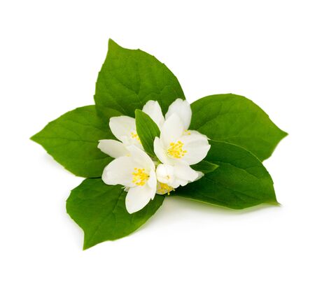 White flowers of jasmine on the whiteの写真素材