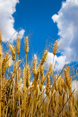 golden wheat with the blue sky in backgroundの写真素材