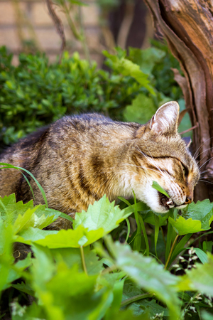 adorable cat eating grassの写真素材