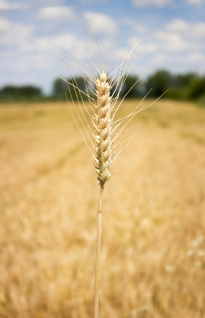 Wheat field with cloudy blue skyの写真素材