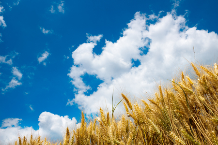 Gold wheat and blue skyの写真素材