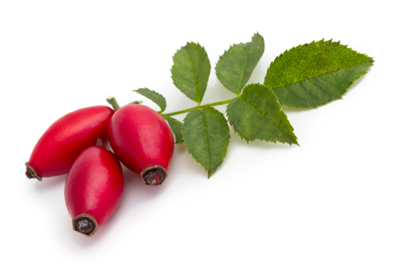 Rose hips dog rose  or isolatedの写真素材