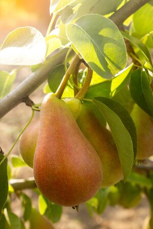 ripe pears on the tree.の写真素材