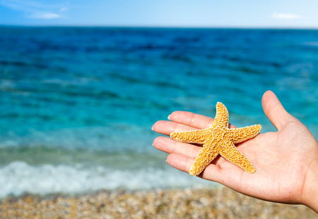 Woman's hand holding a starfishの写真素材