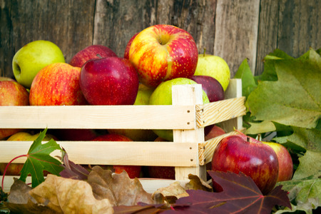 freshly picked apples in a wooden crateの写真素材