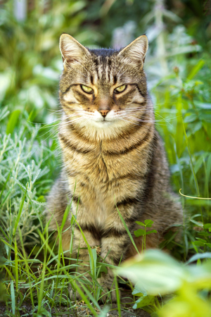Cat in the grassの写真素材