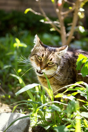 domestic cat eating grass, eats grass like a drugの写真素材