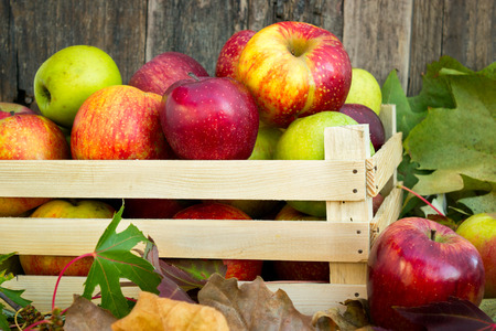 Bio apples in wooden crate in autumn surroundingsの写真素材