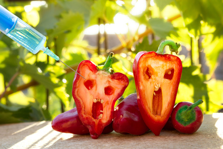 GMO bell pepper with liquid in syringe injecting