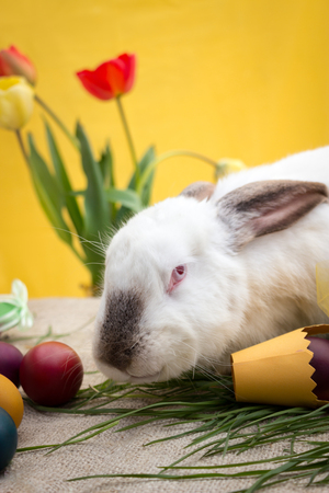 Rabbit with eggs and little yellow basketの写真素材