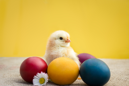Cute yellow chicken with Easter eggsの写真素材