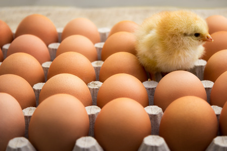 Cute Easter chicken with eggs in cartonの写真素材