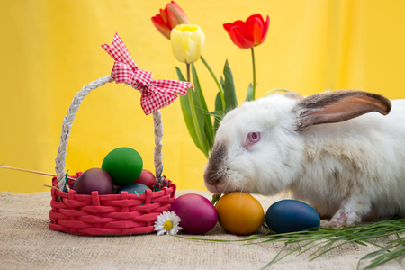 White rabbit with Easter eggs in the basketの写真素材