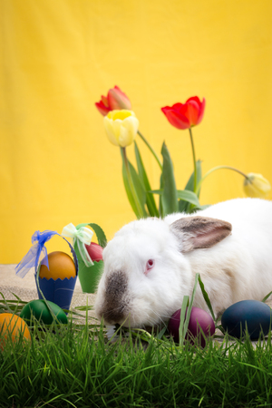 Cute rabbit with Easter decoration