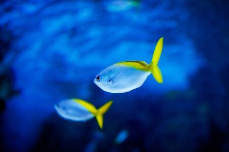 Yellowtail tropical fishの写真素材