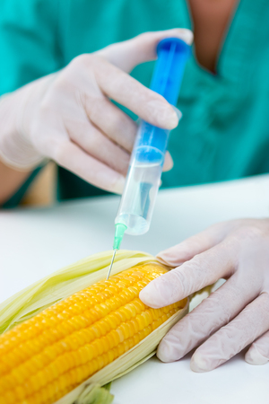 GMO experiment on cornの写真素材