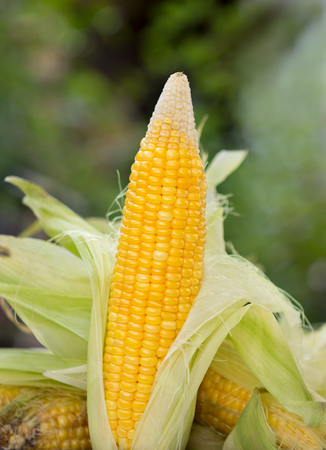 Corn ready for testing in laboratory, gmo food conceptの写真素材
