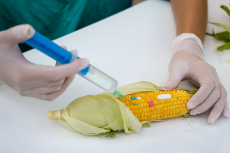 Scientist injecting genetically modified material in the corn with syringeの写真素材