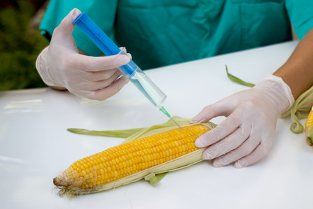 Scientist with gloves injecting modified content in cornの写真素材