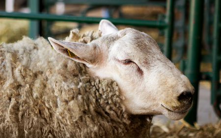 Big furry sheep in the stallの写真素材