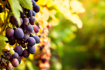 Bunch of black grapes on a branchの写真素材