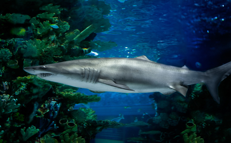 Great white shark in large aquariumの写真素材