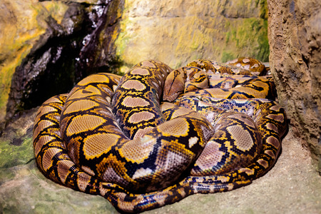 Group of snakes on the rockの写真素材