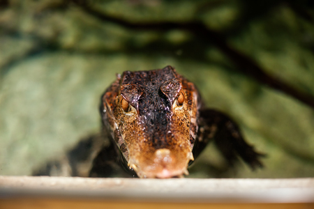 Head of a crocodile in waterの写真素材