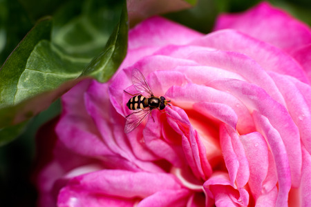 Bee on pink blooming roseの写真素材