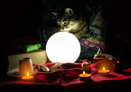 Cat in hand of fortune teller looking at crystal ballの写真素材