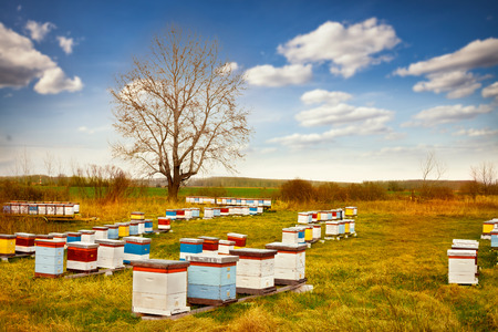 Beehive boxes in field